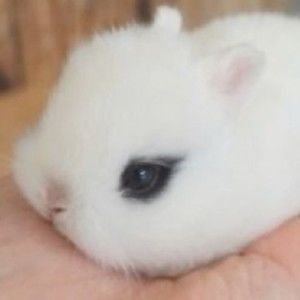 Meet your Posher, Allyzza